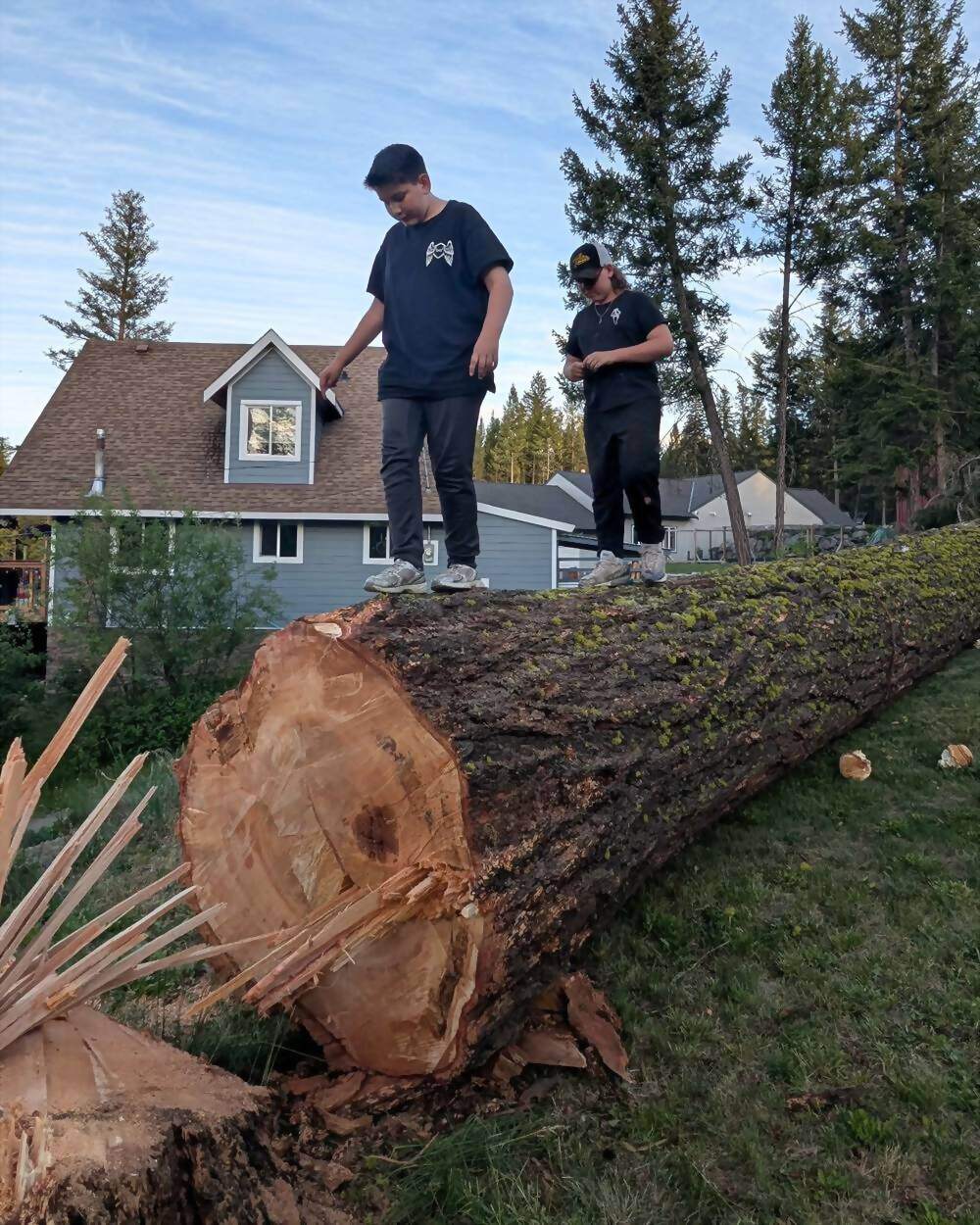 A large fir felled clean beside a house near 100 Mile House, two people standing on the trunk for scale, fresh cut face in the foreground