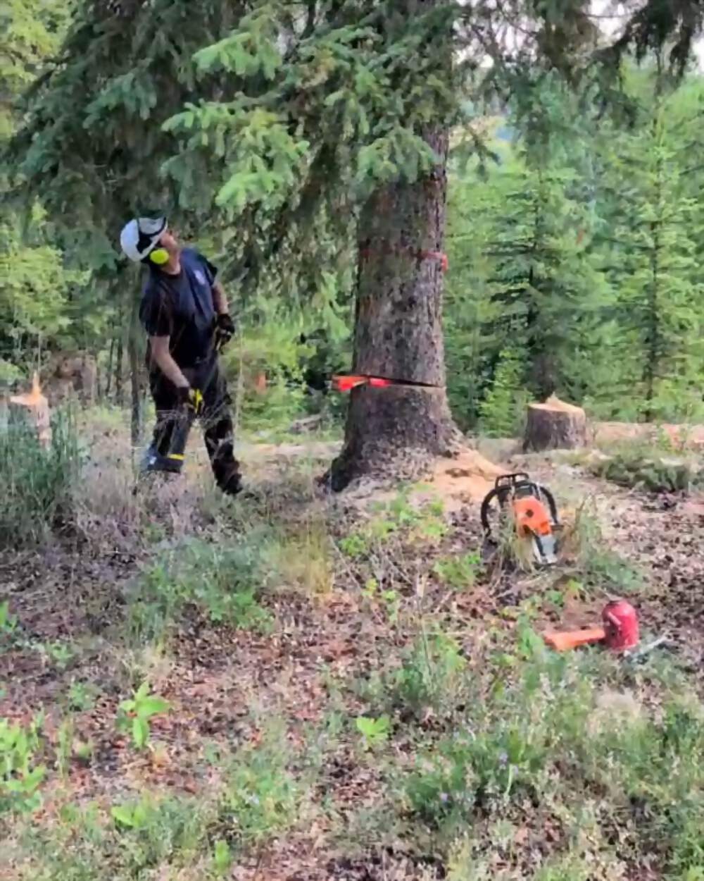 Certified faller in full PPE at the base of a large Douglas-fir with the face cut in and a wedge set, STIHL saw and fuel on the ground