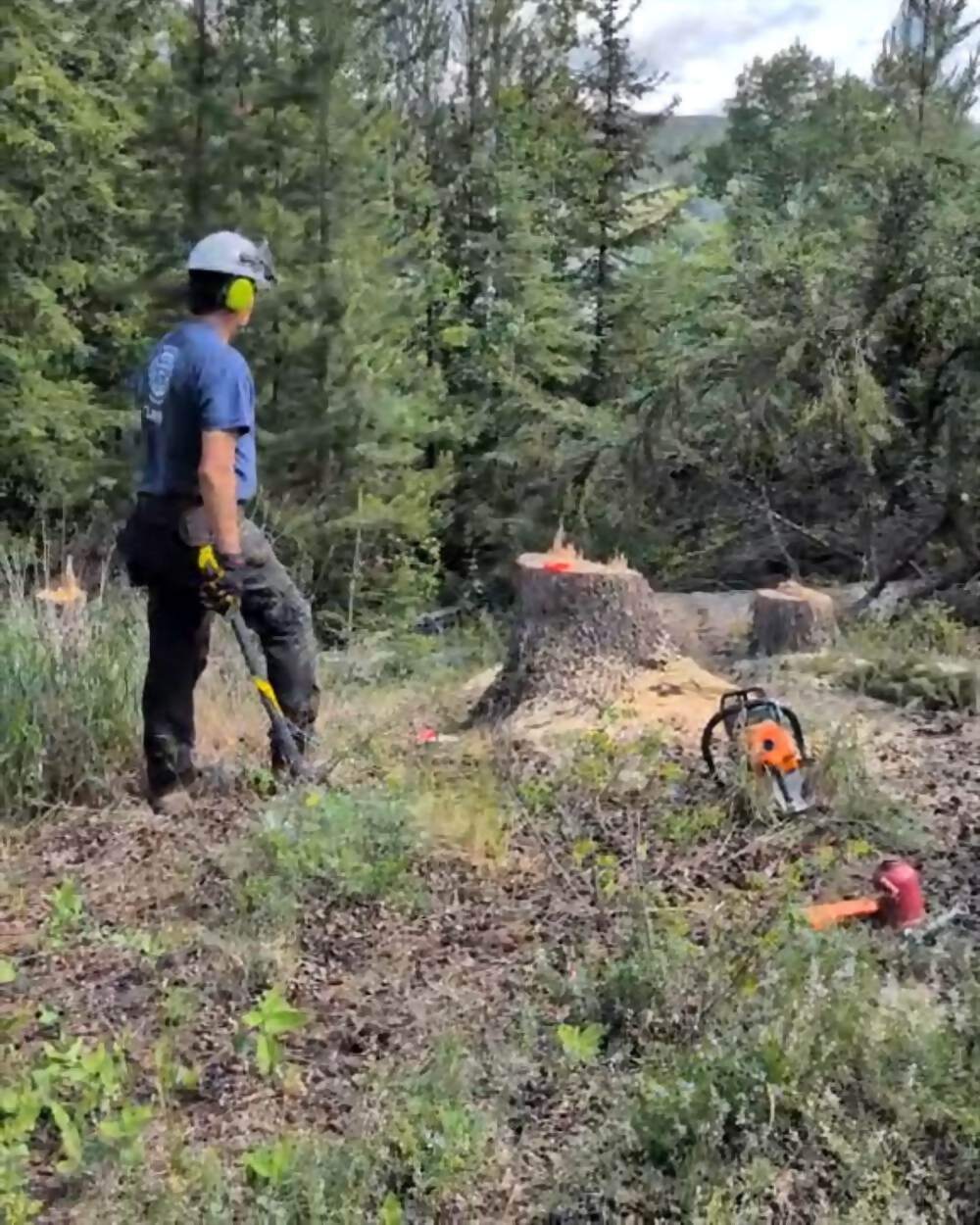 Selective falling in a Cariboo stand, fresh stumps marked and the remaining standing timber opened up for crown spacing